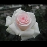 Rose Bridal Akito - Standard Rose - Roses - Flowers by category